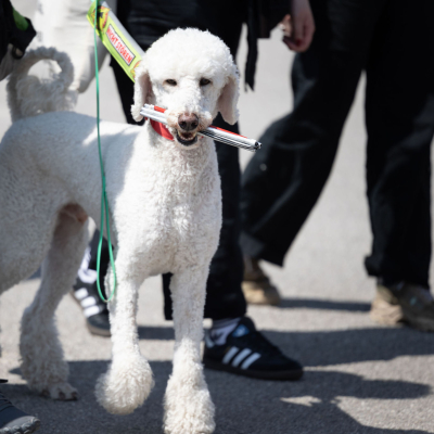 Liberation and Commemoration Ceremony 2024 Highlights © MKÖ/Sebastian Philipp